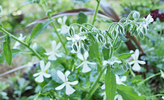 Our Herb Tea